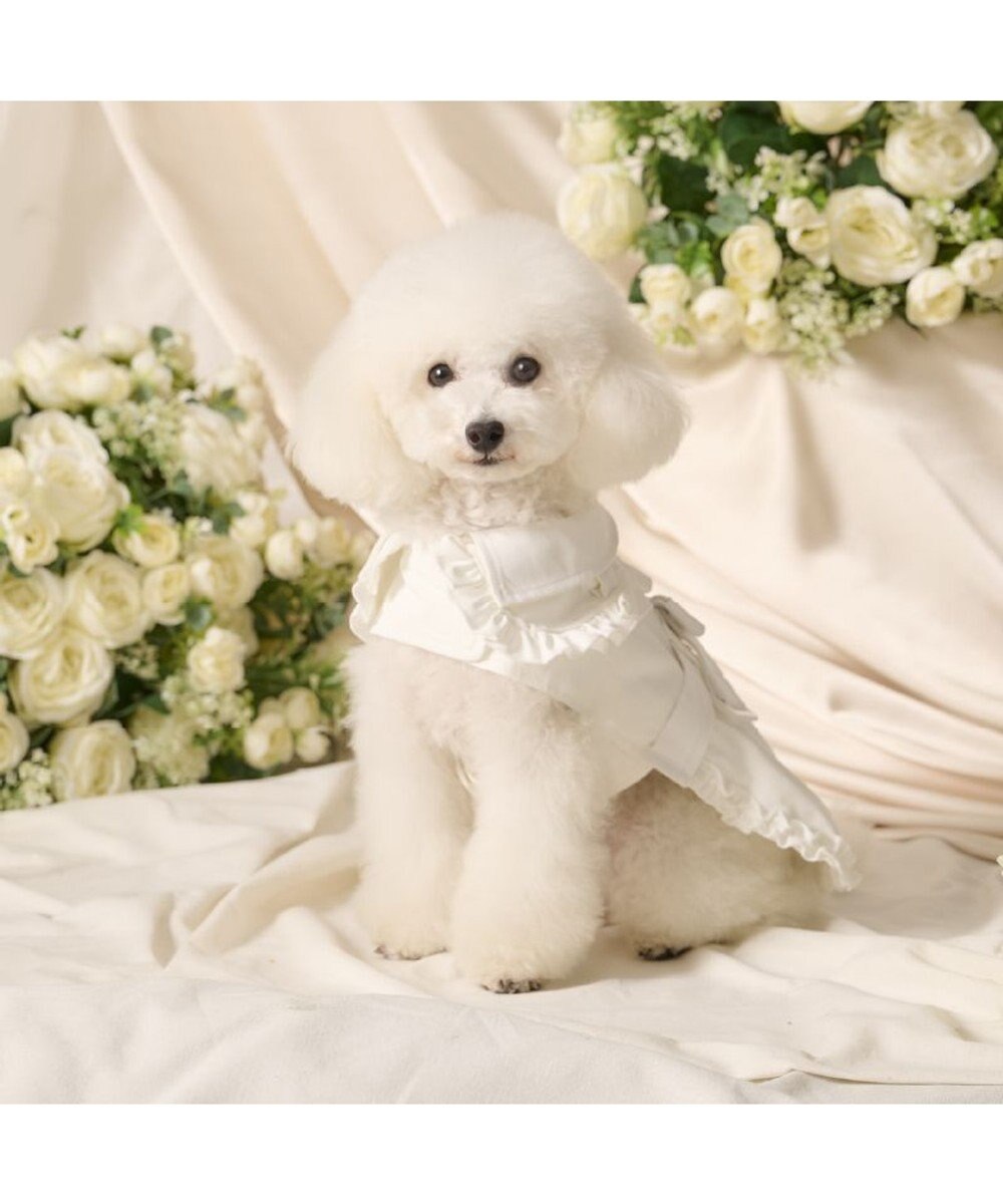 PET PARADISE cherircouture フリフリ トレンチコート 小型犬 