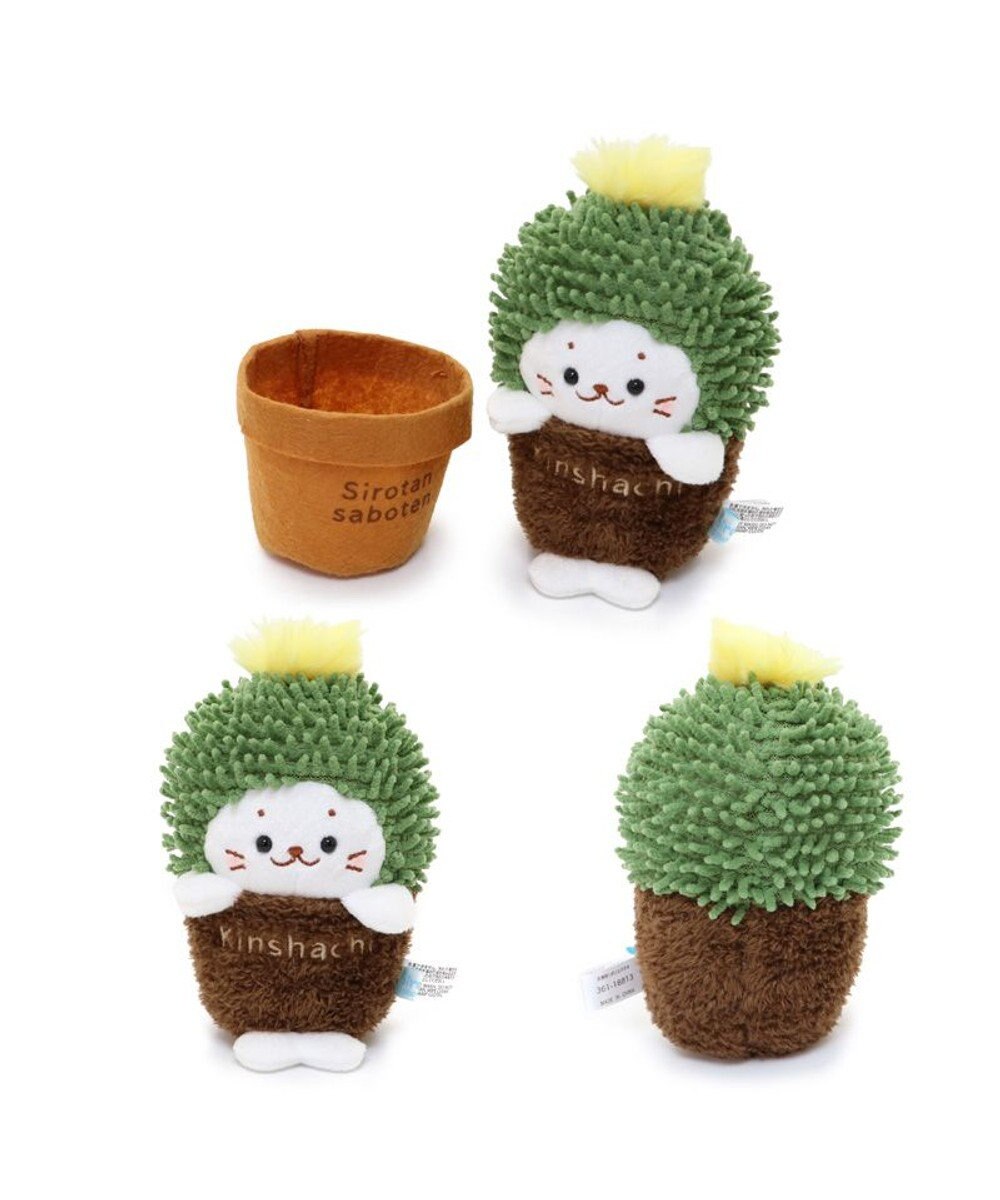 Mother garden しろたん サボテン マスコット 《きんしゃちサボテン》 