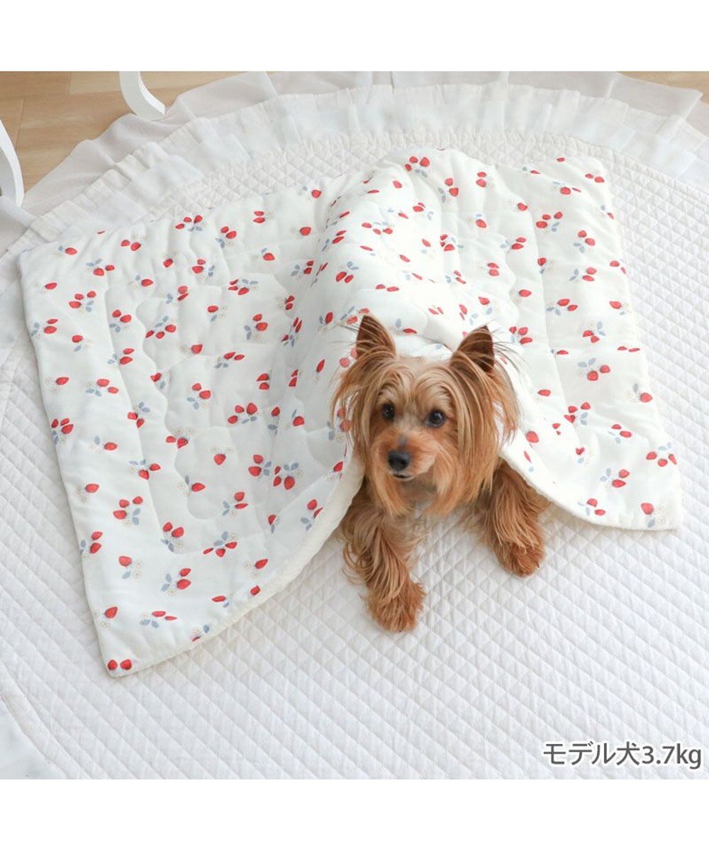 PET PARADISE ペットパラダイス もちっと クール ブランケット 《苺柄》 
