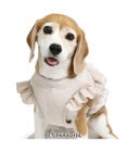 PET PARADISE ペットパラダイス ベストハーネス 《フリル》 SM 中型犬