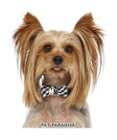 PET PARADISE リサとガスパール おしゃれ反射首輪 《ギンガムチェック》３Ｓ