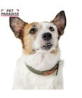 PET PARADISE ペットパラダイス 合皮 首輪 《カーキ》 小型犬 S