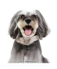 PET PARADISE 花柄 襟付首輪 【３Ｓ】 小型犬