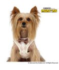 PET PARADISE ミニオン ティム ベストハーネス 《アーガイル》 超小型犬 ３S