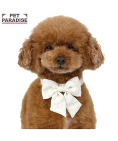 PET PARADISE ペットパラダイス 花柄りぼん 首輪 Ｓ 小型犬