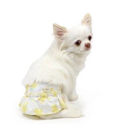 PET PARADISE ペットパラダイス サニタリーパンツ 《ミモザ柄》 小型犬