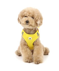 PET PARADISE ディズニー くまのプーさん マスコット付き ハーネス ＳＳ 小型犬