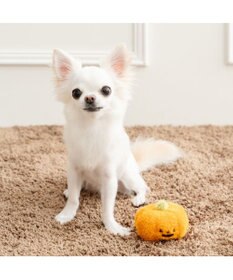 PET PARADISE ペットパラダイス かぼちゃ ボールトイ