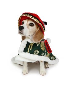 PET PARADISE ペットパラダイス 獅子舞 コート 中型犬 大型犬