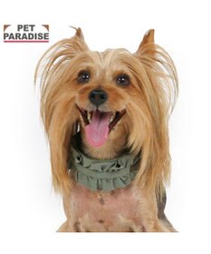 PET PARADISE ペットパラダイス ペタルオリーブ首輪 Ｓ