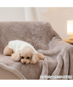PET PARADISE ペットパラダイス くまちゃん ぬくふわニット 小型犬