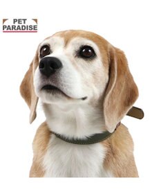 PET PARADISE ペットパラダイス 合皮 首輪 《カーキ》 中型犬 SM