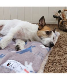 PET PARADISE リサとガスパール 遠赤外線 ボアマット 《 であい柄 》 (80×60cm)