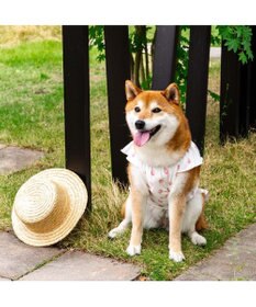 PET PARADISE ペットパラダイス タッチワンクールプラス Tシャツ 《いちご》 中型犬 大型犬