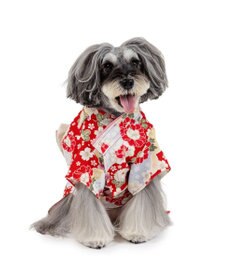 PET PARADISE ペットパラダイス 菊 牡丹 着物 小型犬