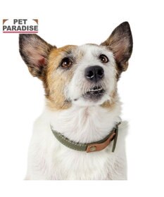 PET PARADISE ペットパラダイス 合皮 首輪 《カーキ》 小型犬 S