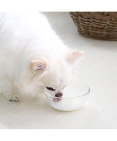 PET PARADISE ペットパラダイス オランダ産 ヤギミルク  ペット用