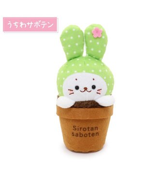  しろたん サボテン マスコット 《うちわサボテン》