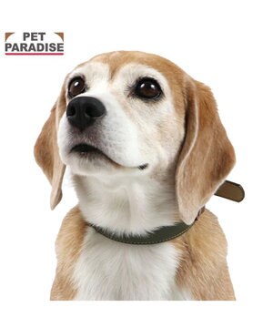  ペットパラダイス 合皮 首輪 《カーキ》 中型犬 SM