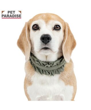PET PARADISE ペットパラダイス ペタルオリーブ首輪 Ｌ