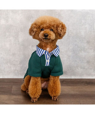 PET PARADISE J.PRESS フライス ポロシャツ 小型犬 ダークグリーン