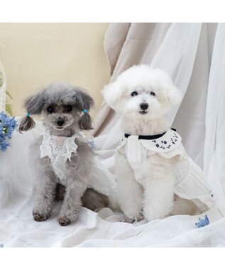 PET PARADISE ペットパラダイス エンブロイダリー ワンピース 小型犬 ホワイト×ブラック