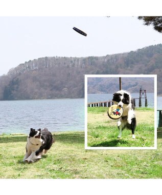 PET PARADISE 犬 おもちゃ リサとガスパール フライングディスク M (直径22cm) 黄