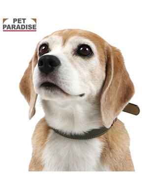  ペットパラダイス 合皮 首輪 《カーキ》 中型犬 SM