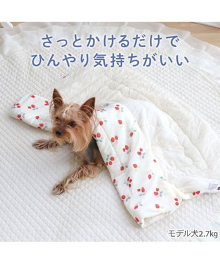 PET PARADISE ペットパラダイス もちっと クール ブランケット 《苺柄》 ホワイト×レッド