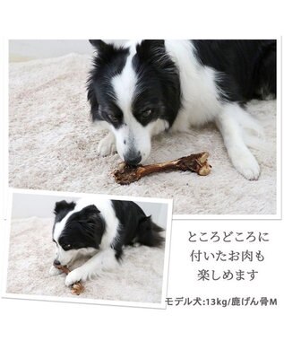 PET PARADISE ≪数量限定≫  鹿 げん骨 デンタルおやつ Mサイズ×2本 純国産 鹿 げん骨