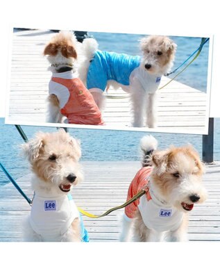 PET PARADISE Ｌｅｅ つなぎ風  ロンパース 【小型犬】《ブルー/オレンジ》クールマックスエコメイド オレンジ