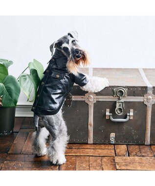 PET PARADISE Lee ＰＵ ライダース ジャケット 小型犬 ブラック
