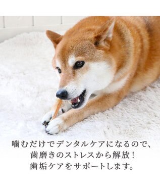 PET PARADISE 馬アキレス デンタル ジャーキー 100g 国産 -