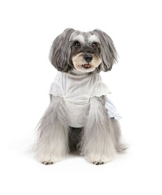 PET PARADISE ペットパラダイス ストライプ ワンピース 小型犬 ストライプ