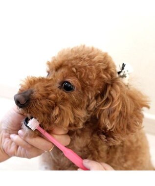 PET PARADISE ペットパラダイス 全犬種用 歯ブラシ ピンク ピンク