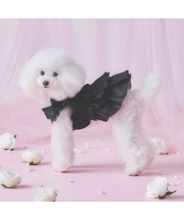 PET PARADISE cherircouture 接触冷感リボンワンピース 《ブラック》 小型犬 ブラック