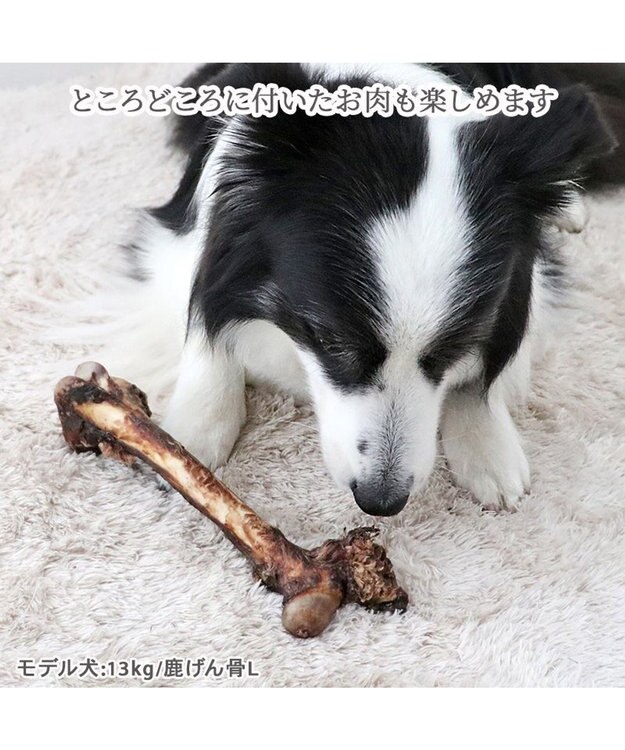 PET PARADISE 鹿 げん骨 デンタルおやつ Lサイズ×1本 純国産 鹿 げん骨