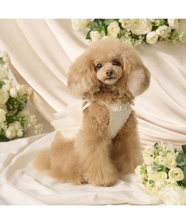 PET PARADISE cherircouture チュールビスチェ 小型犬 ホワイト