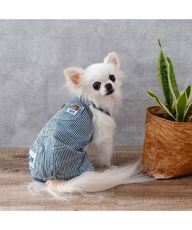 PET PARADISE Lee ヒッコリー オーバーオール  小型犬 ネイビー×ホワイト