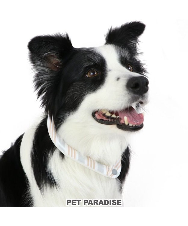 PET PARADISE クールリング 犬 クールネック ひんやり 28℃クールリング 【Ｍ】 リフレクター 水色 ベージュ 反射材付き ベージュ Ｍ