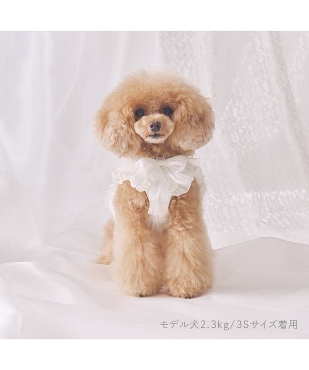 PET PARADISE cherircouture フリフリハーネス 《ホワイト》 小型犬 ＳＳ ホワイト