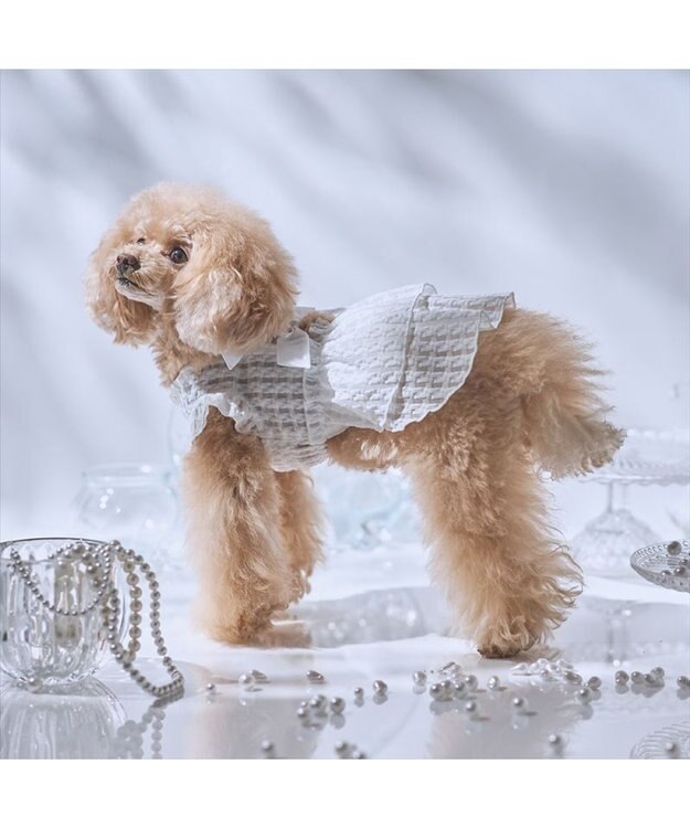 PET PARADISE cherircouture シースルーリボン ワンピース 小型犬 ホワイト