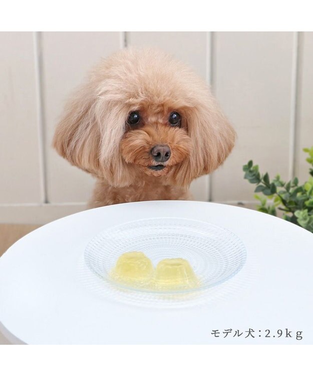 PET PARADISE りんごゼリー 8個入り 0