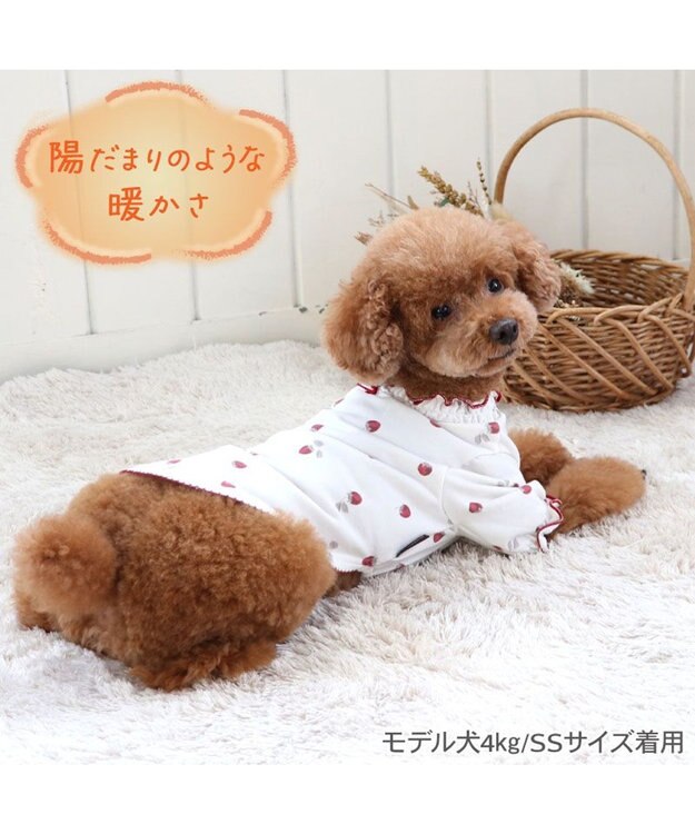 PET PARADISE ペットパラダイス ペティヒート Tシャツ 《苺柄》 小型犬 超小型犬 苺柄