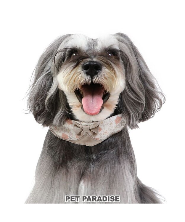 PET PARADISE 花柄 襟付首輪 おしゃれ 【ＳＳ】小型犬 茶系