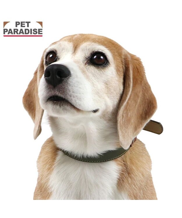 PET PARADISE ペットパラダイス 合皮 首輪 《カーキ》 中型犬 SM カーキ