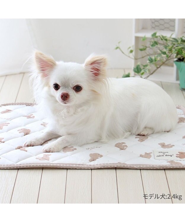 PET PARADISE ペットパラダイス   クール マット《くまちゃん 水玉》48×40㎝ くまちゃん 水玉