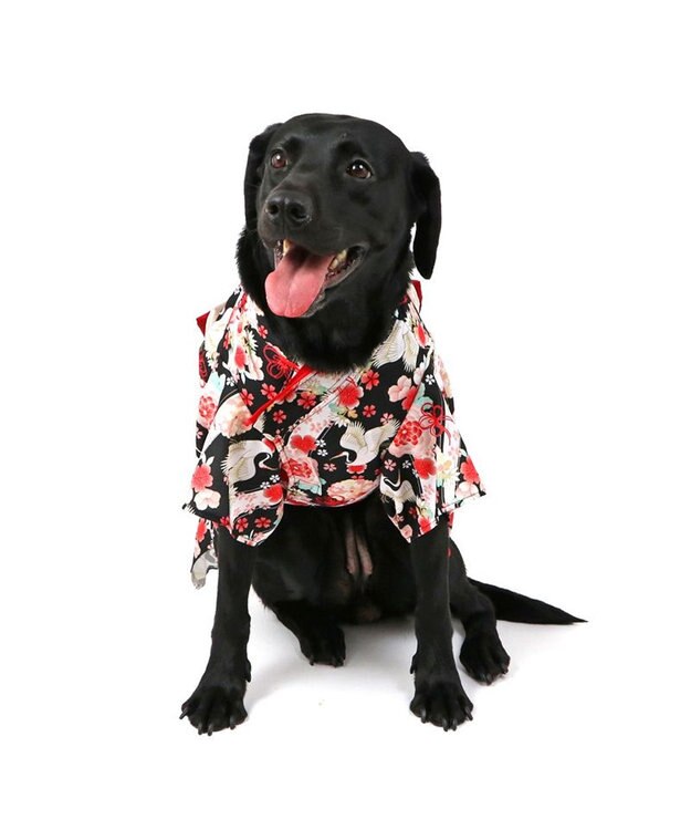 PET PARADISE ペットパラダイス 鶴華着物 中型犬 大型犬 ブラック×レッド