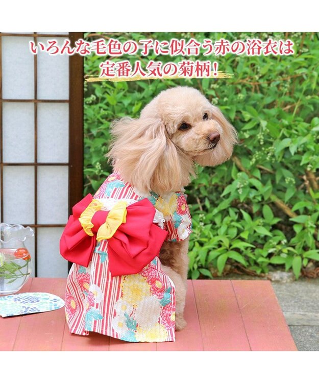 PET PARADISE ペットパラダイス 浴衣 《菊柄》 小型犬 菊柄