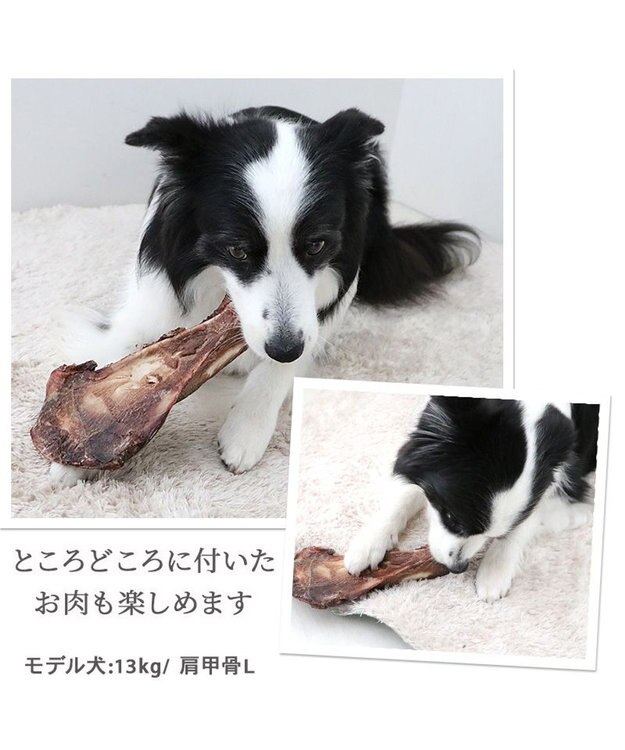 PET PARADISE 鹿 肩甲骨 デンタルおやつ Lサイズ×1本 純国産 鹿 肩甲骨
